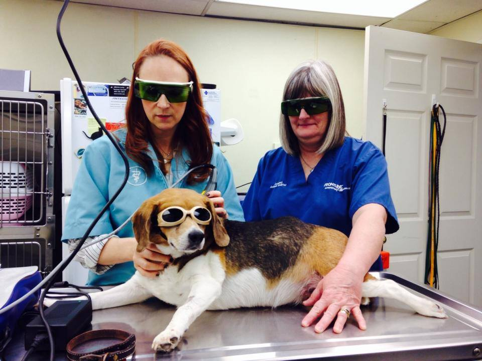 A beagle and a dog in a vet's office.