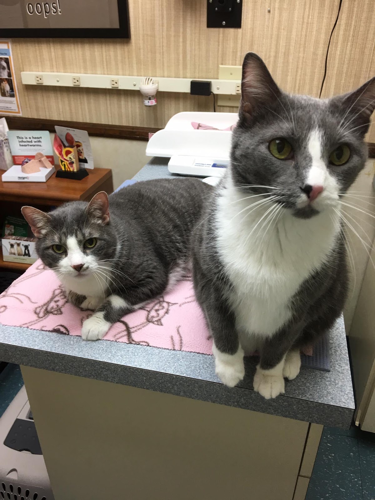 Two cats sitting on top of a table in an office.
